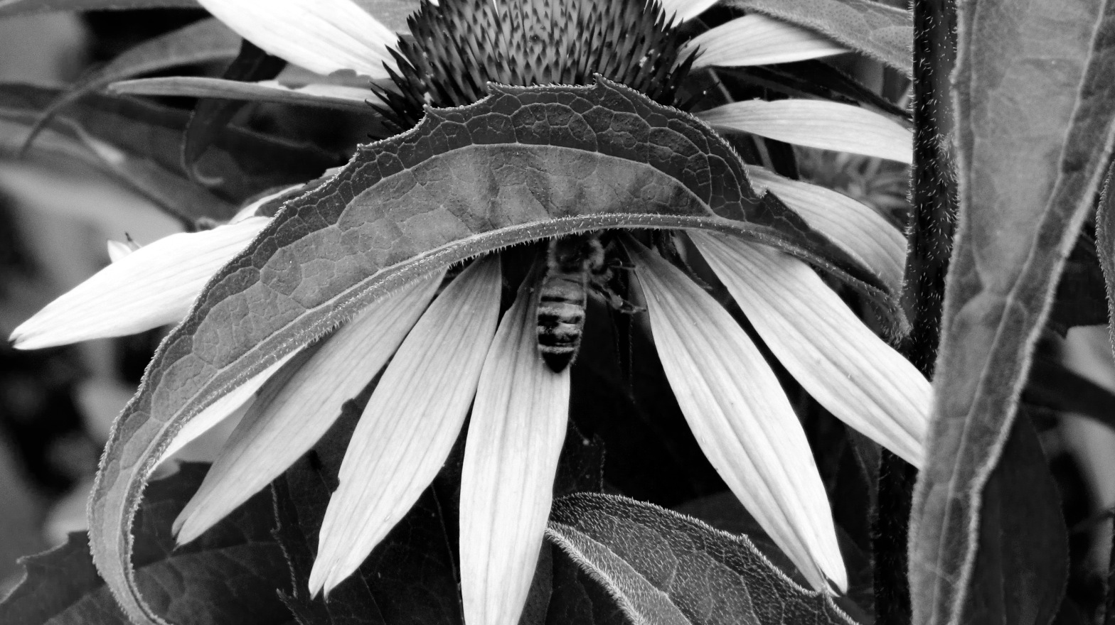 Photo of bee in flower